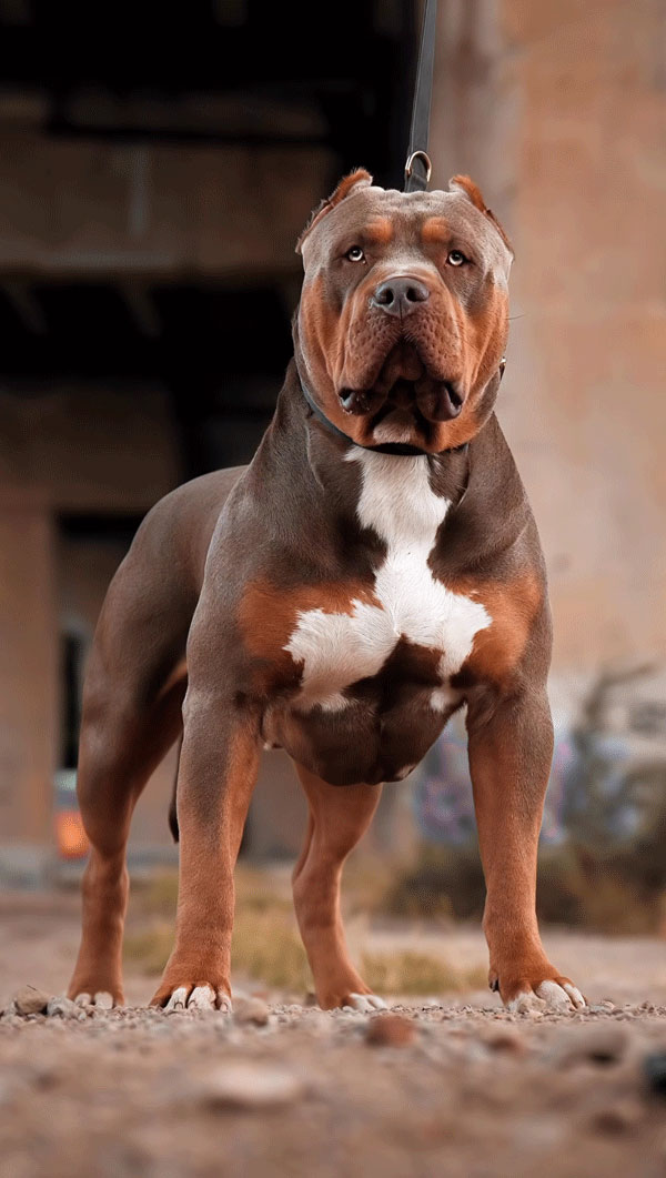 Chien de catégorie 1 et 2