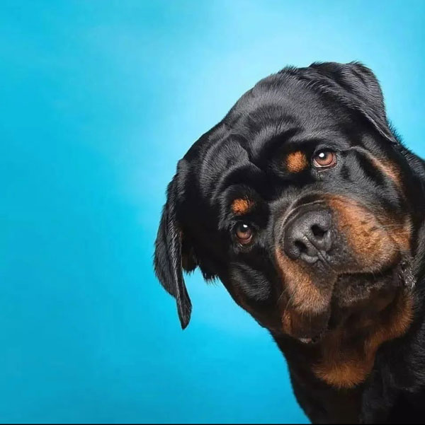 Chien de catégorie 1 et 2