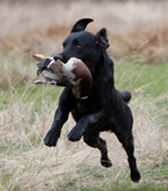 Education Canine Aix