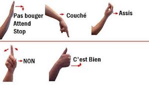 Education chien sourd