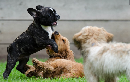 chien qui joue