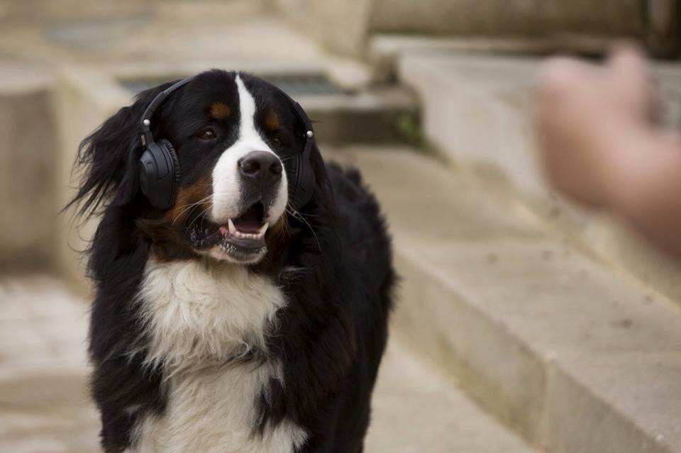 L'Ex de ma vie- Dressage chien film