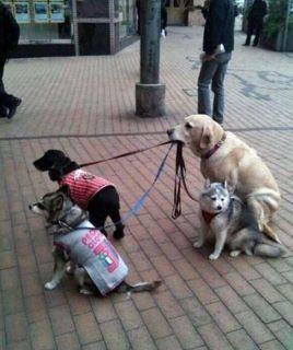 Education Canine - Promenade