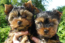 Conseil education canine