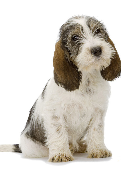 Grand Basset Griffon Vendéen