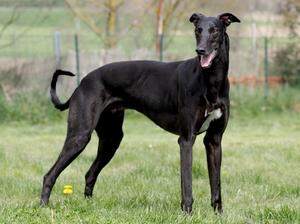 Greyhound