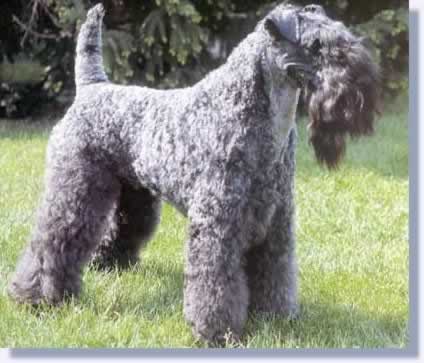 Kerry Blue Terrier