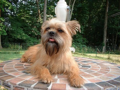Affenpinscher