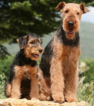 Airedale Terrier