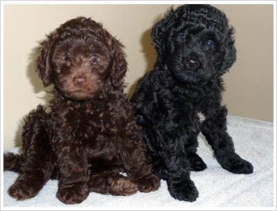 Barbet