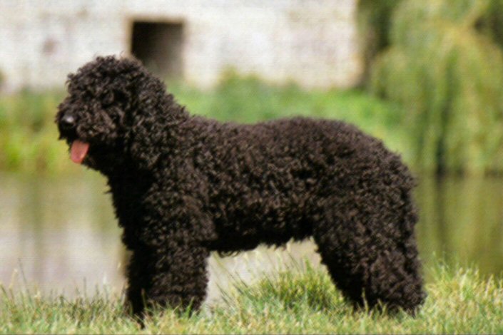 Image Barbet