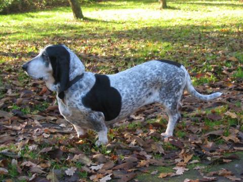 Image Basset Bleu de Gascogne