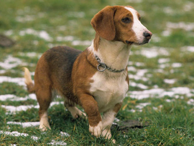 Basset de Westphalie