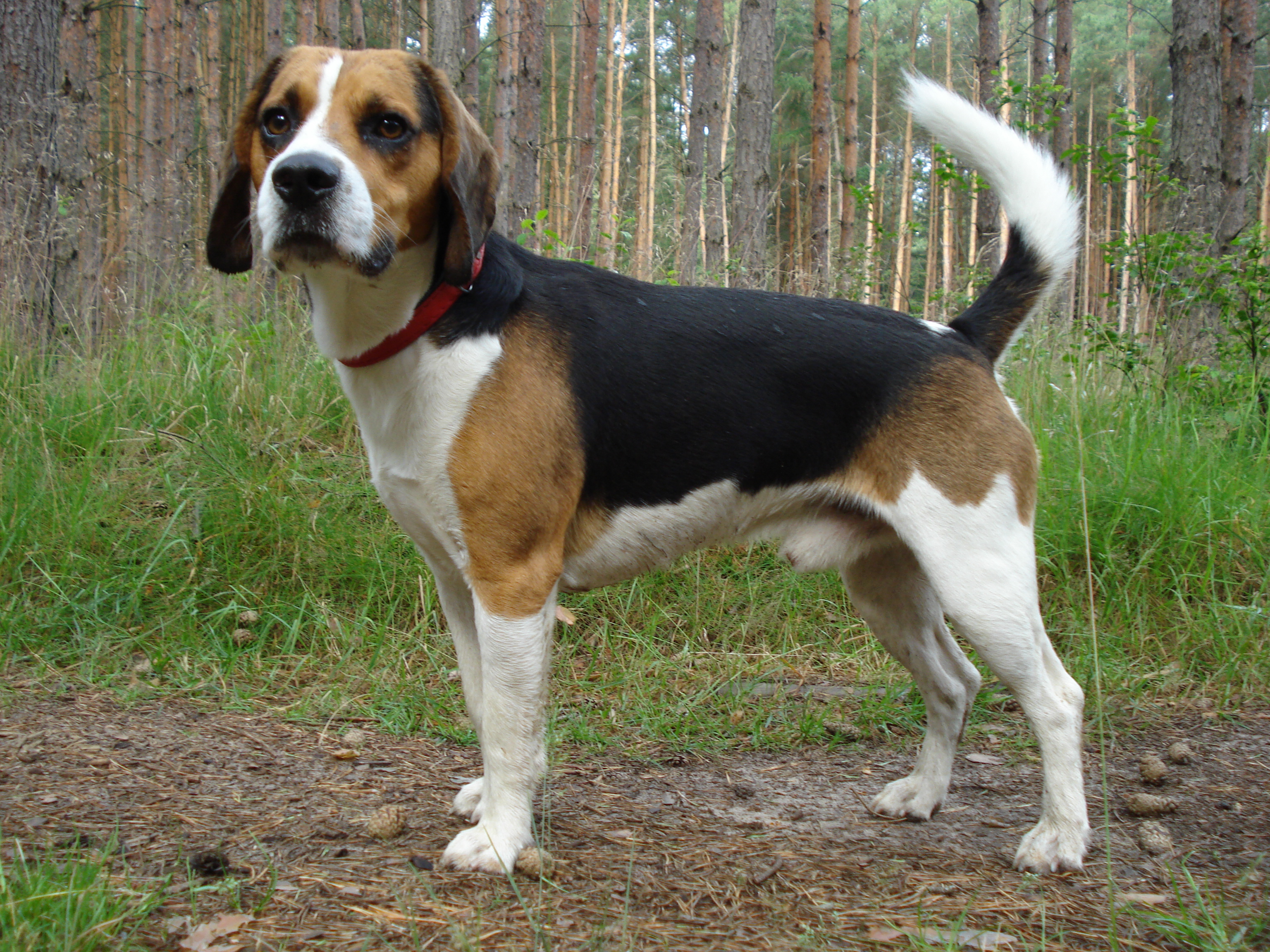 Image Beagle