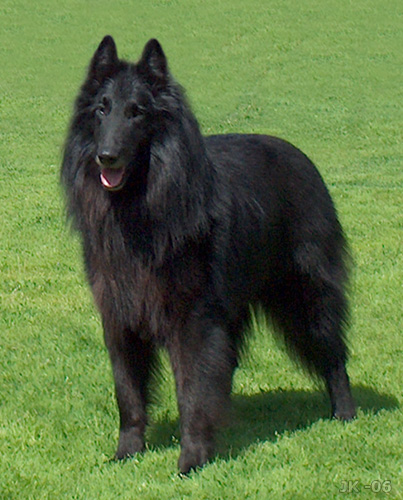 Berger Belge Groenendael