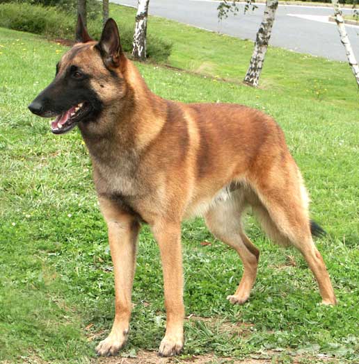 Image Berger Belge Malinois