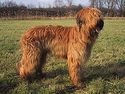 Image Berger de Brie