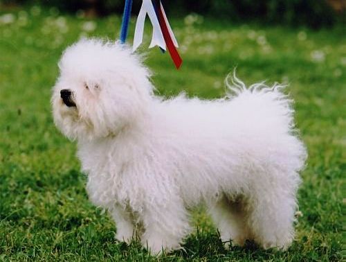 Bichon Bolonais