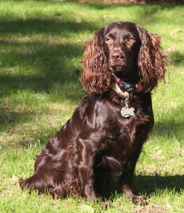 Image Boykin Spaniel