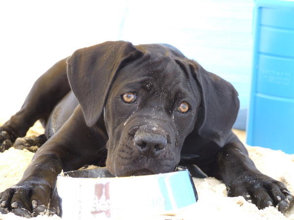 Image Cane Corso