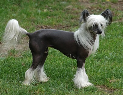 Chien Chinois a Crete
