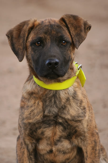 Chien Corse