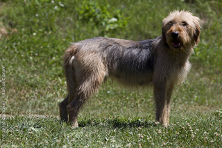 Chien Courant de Bosnie