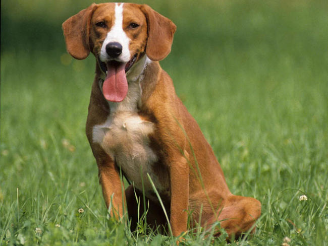 Chien Courant de Posavatz