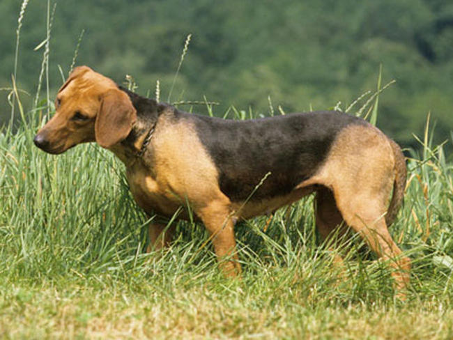 Chien Courant des Balkans