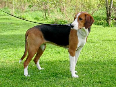 Chien Courant Finnois