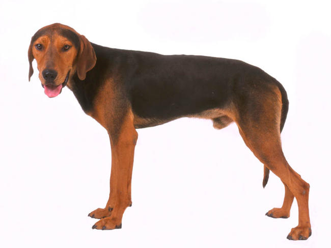 Chien Courant Grec
