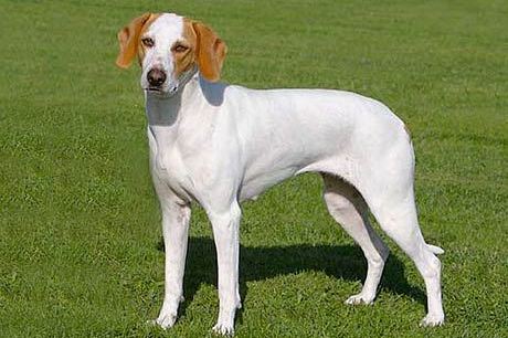 Chien Courant d'Istrie à poil ras