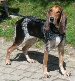Chien Courant Lucernois