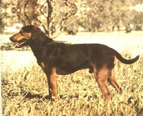 Chien Courant Yougoslave de Montagne