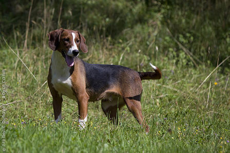 Chien Courant Yougoslave Tricolore