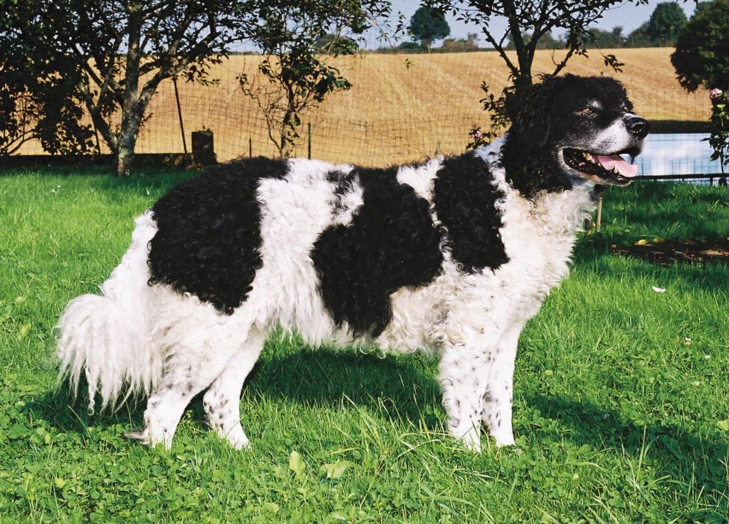 Chien d'eau Frison