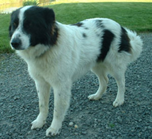 Chien de l'Atlas