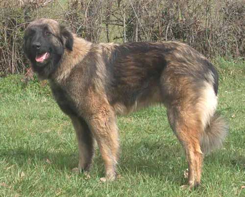 Chien de montagne Portugais à poil ondulé