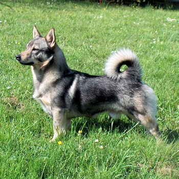 Chien des Goths