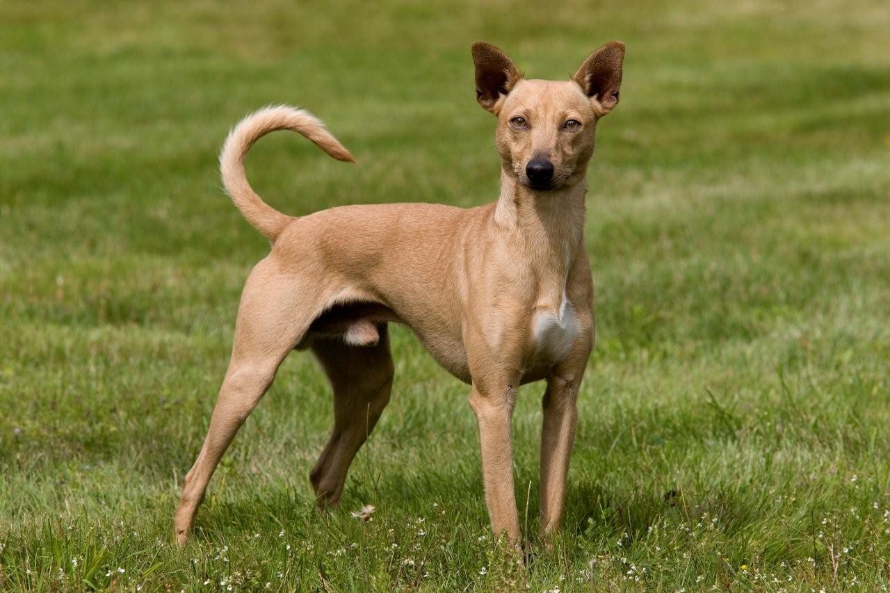 Chien du Mexique à peau nue