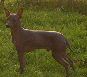 Chien du Pérou à peau nue (moyen)