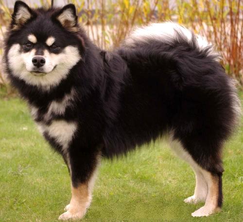 Chien Finnois de Laponie