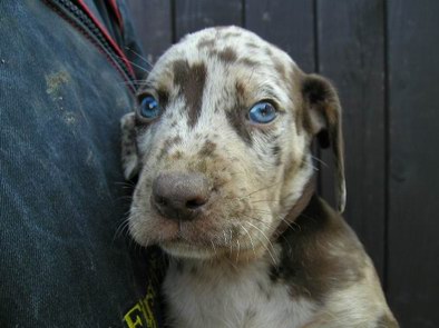 Chien Léopard Catahoula