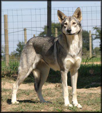 Chien Loup de Saarloos