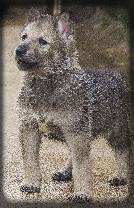 Image Chien Loup de Saarloos