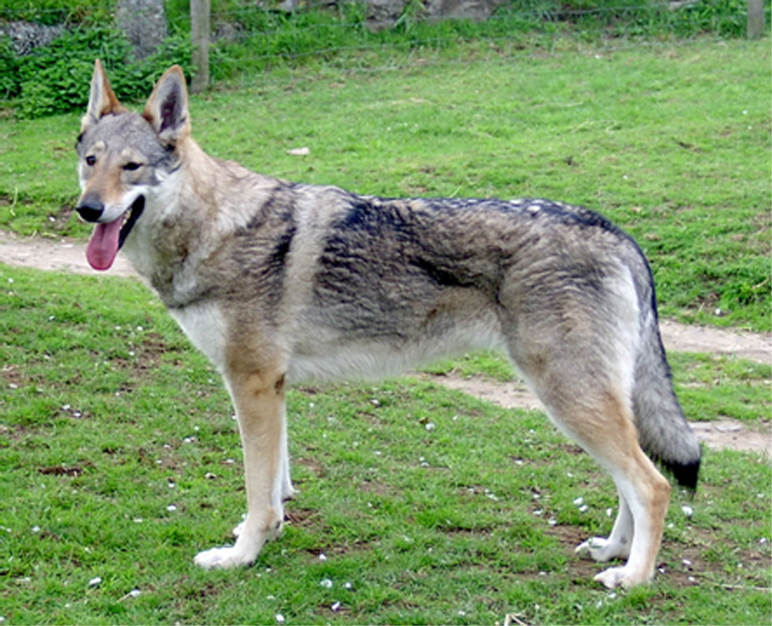 Chien Loup Slovaque