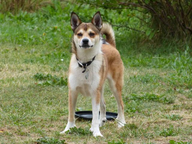 Chien Norvégien de Macareux