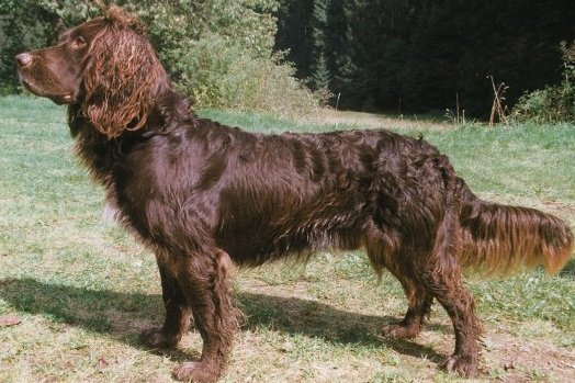 Chien d'Oysel