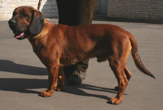 Chien rouge de Hanovre