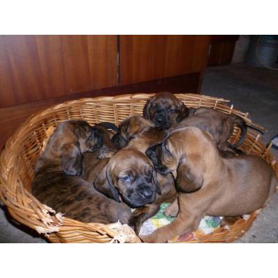 Image Chien rouge de Hanovre